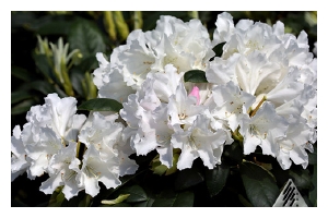 RHODODENDRON x y. 'Yaku Princess'